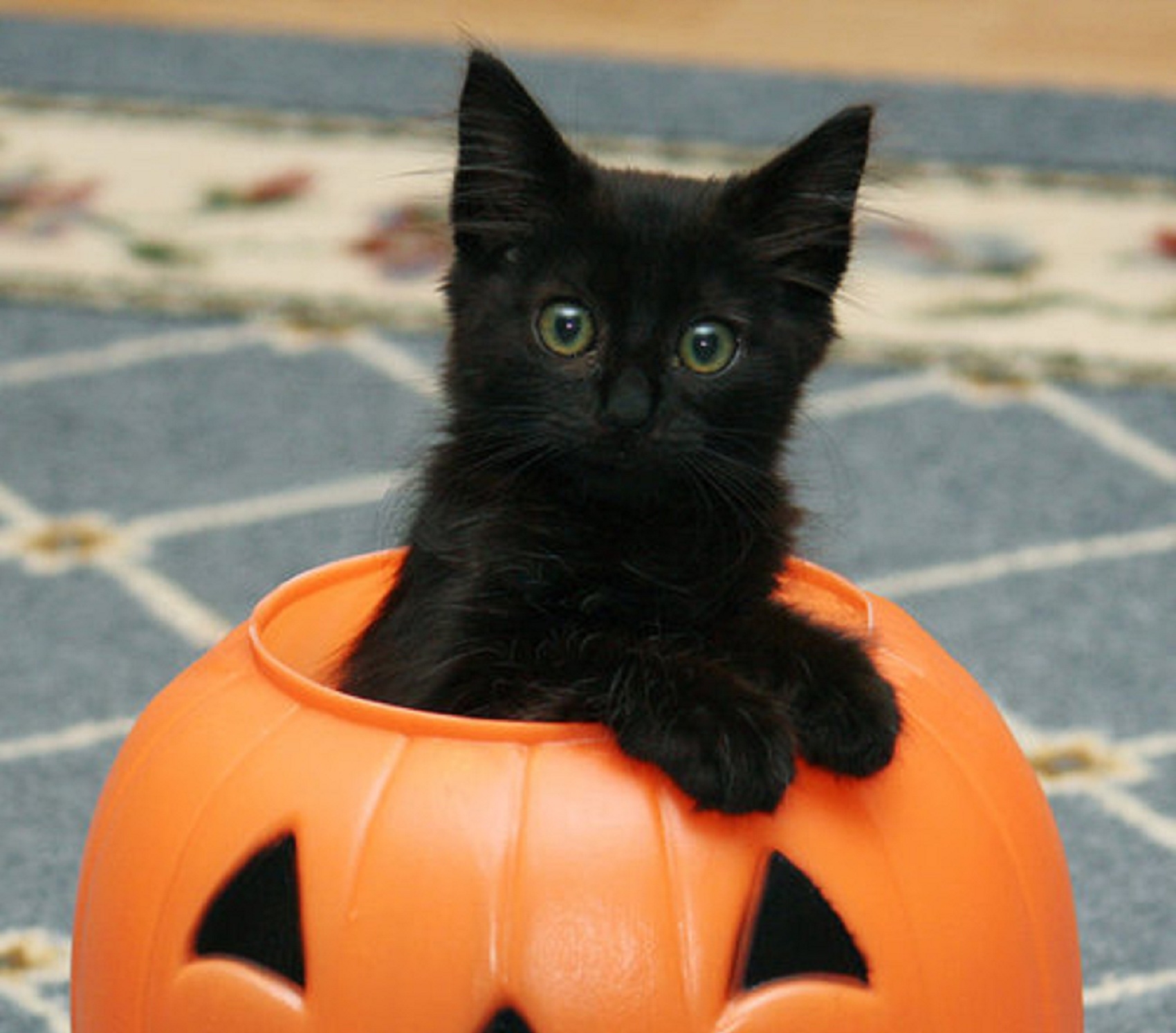 chat-noir-halloween (1).jpg